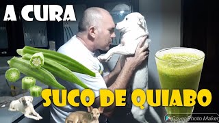 Suco de quiabo pode salvar o seu cachorro  SAIBA COMO FAZER E DAR AO DOG [upl. by Anegroeg]