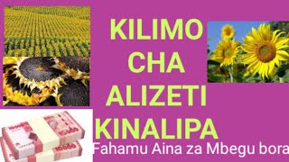 FAHAMU KUHUSU KILIMO CHA ALIZETI [upl. by Ardnuhsor361]