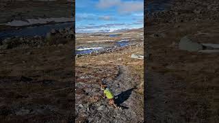 Hiking Hardangervidda with my cat cat bengalcat norway [upl. by Eima284]