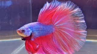 The International Betta Competition  magnificent fighting fish on show [upl. by Enilekcaj]