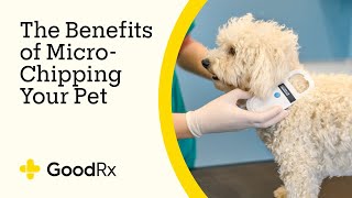 The Benefits of Microchipping Your Pet  GoodRx [upl. by Mayda54]