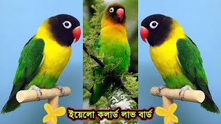 ইয়েলো কলার্ড লাভ বার্ড  Yellow Collared Lovebird  Black Masked Lovebird  Eye Ring Lovebird [upl. by Yerrok912]