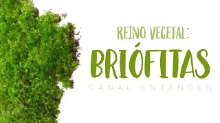 BRIÓFITAS  Reino Vegetal [upl. by Eceertal]