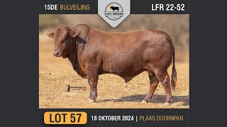 Lot 57  Vlakte Bonsmara Bulveiling  18 Okt 2024 [upl. by Ellehcor147]