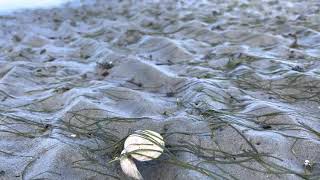 Exploring Parksville Rathtrevor Beach Parksville BC [upl. by Nahtnhoj]