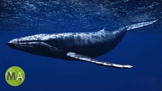 Underwater Whale Sounds  Full 60 Minute Ambient Soundscape [upl. by Osi]