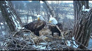 Decorah Iowa Nest work together amp sweet beaking LOL20181121 [upl. by Calendra467]