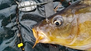 How to catch carp in summer Carp fishing bait carp rigs tips and techniques [upl. by Zipah]