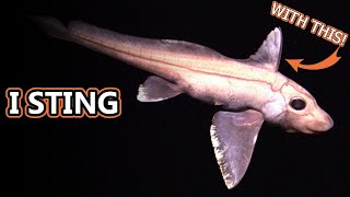 Ghost Shark facts aka Chimaera Facts  Animal Fact Files [upl. by Handler]