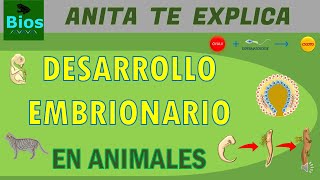 Desarrollo embrionario en animales [upl. by Irahc]