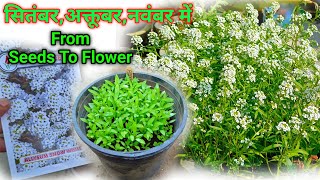 Alyssum Flower Seeds How To Grow  Alyssum Seeds Germination [upl. by Eelam]