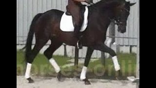 wwwsporthorsesonlinecom 2008 Trakehner gelding 5 jähriger Trakehner Wallach [upl. by Troc37]