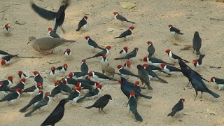 Bird feeding time Pouso Alegre Lodge Brazil [upl. by Montgomery]