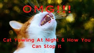 Why Does My Cat Yowl At Night  How To Stop It [upl. by Cioban]