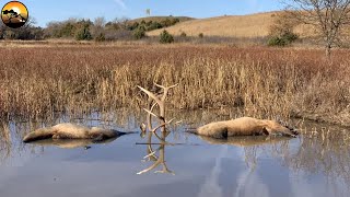 Bull Elk Fight to Death  Latest Wild [upl. by Yeliac485]