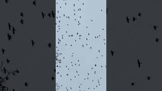 Palombes migration 2024 Migration Pigeon Palombe Chasse Hautvol Nature [upl. by Ailehs]