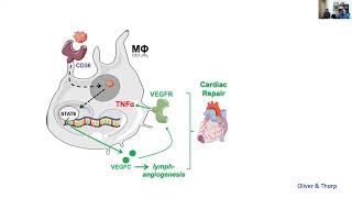 Efferocytosis induces VEGFC to improve cardiac injury and inflammation [upl. by Bidle]