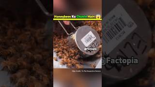 This Is Why Bees Are Coated In Sugar 😱 shorts honeybee facts amazingfacts [upl. by Amsab714]