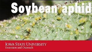 Iowa Pest  Soybean aphid [upl. by Debra538]