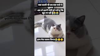 Lovelycat funny video😂😂😂yutubeshorts shortvideos viralvideo viralshorts shorts [upl. by Branch851]