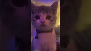 Cat winking 😼😼viralfypシ゚viral edit [upl. by Vitia]