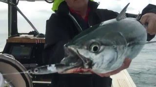 Wrightsville beach false albacore sight casting [upl. by Rocco]