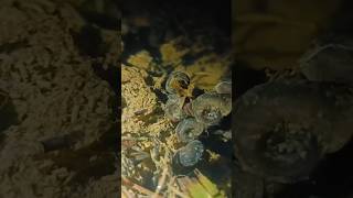 Snail FishinghuntingSk tamil viralvideo [upl. by Emor286]