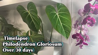 Philodendron Gloriosum Timelapse over 30 days  plant Timelapse [upl. by Season]