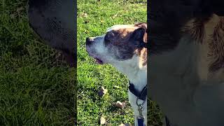 Had Heart Shape Patch Kidney Disease KilledSo Fast 🥲 best dog youtubeshorts short [upl. by Lowis]