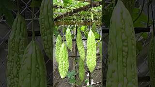 How to Grow Bitter Gourd at Home With New Technique plants shorts farming [upl. by The]