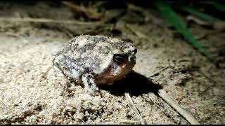 Bushveld Rain Frog [upl. by Redle]