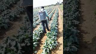 Cabbage  farming with dp  farmers farming life [upl. by Poppy875]