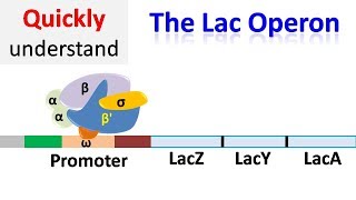 The Lac operon  Regulation of gene expression [upl. by Jansen]