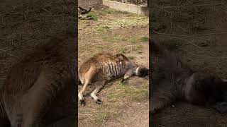 Ballarat wildlife ❤️ australia melbourne ballarat travel [upl. by Eisoj737]