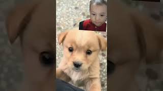 Baby dogcute​ puppy barking4kviral​shorts​ [upl. by Mic]