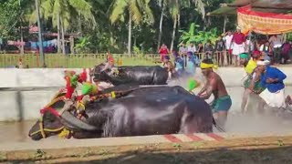 Kambala Start Mulki Arasu Kambala 2023 [upl. by Mabelle]