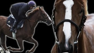 Amazing Slow Motion Horse Racing  Slo Mo 19  Earth Unplugged [upl. by Yarehs]