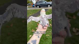 Helped a featherless parrot soar to happinessshorts cute love parrot pet [upl. by Sophy]