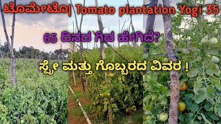 ಟೊಮೇಟೊTomato plantation Yogi 35ಸ್ಪ್ರೇ ಮತ್ತು ಗೊಬ್ಬರದ ವಿವರ [upl. by Krall]