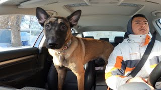 First Day With A Reactive Belgian Malinois [upl. by Floria579]