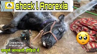 shock l Anorexia l😳ये क्या हो गया Drenching Pneumonia in Buffalo simtams [upl. by Adoh]