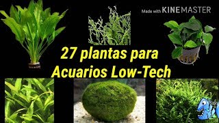 27 plantas para Acuarios low tech o acuarios de bajos requerimientos de agua dulce [upl. by Seko672]