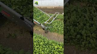 trending harvesting farming shorts viral youtubeshorts Farmfreshjourney [upl. by Close]