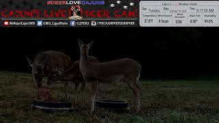 Whitetail Deer Early Morning Meal at Cajuns Live Deer Cam whitetaildeer [upl. by Adelle]