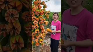 This Papaya Tree is so Amazing 😱🤔💯shorts youtubeshorts ytshorts shortsvideo [upl. by Enahpad877]