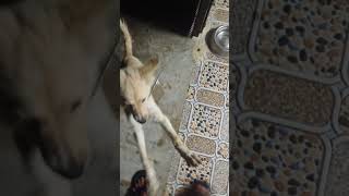 Be carefulbecuz PARVO virus spread to all dog varietiesshort videos [upl. by Evelunn431]