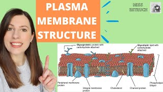 PLASMA MEMBRANE structure and function Phospholipid bilayer for Alevel Biology Fluidmosaic model [upl. by Diandre]