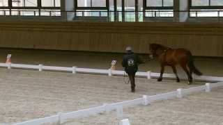 2015 03 14 Cinquième Indoor Deauville concours Longues rênes [upl. by Ahar]