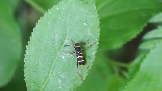 Biegowiec osowaty  Clytus arietis [upl. by Burny]