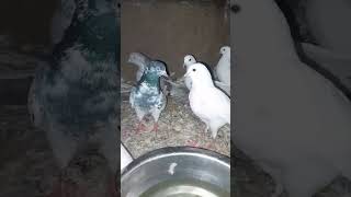 pigeon song kabootarbazzi bird birdspecies [upl. by Kalam]